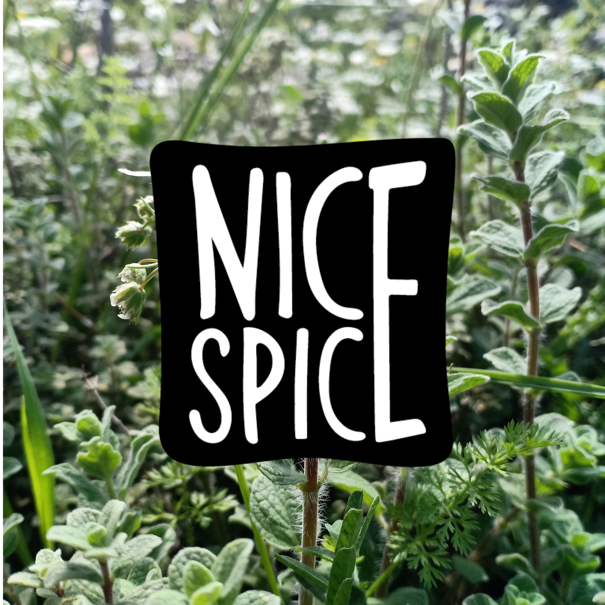 Oregano - Ein wirklich NICES SPICE!